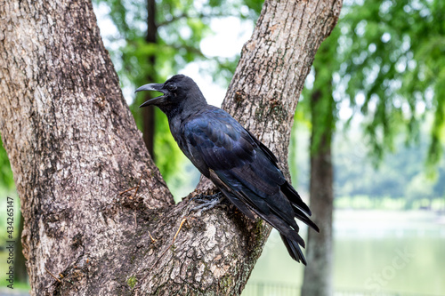 crow on a tree
