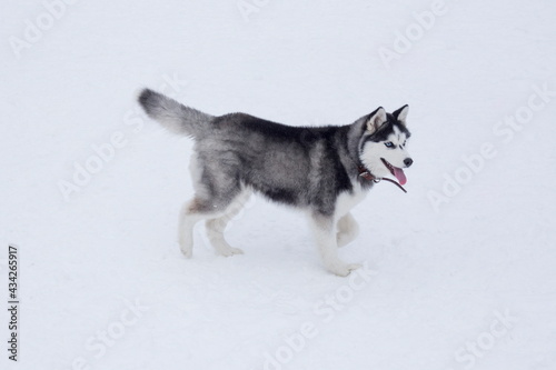 Cute siberian husky puppy is walking on a white snow in the winter park. Sled dog. Pet animals.