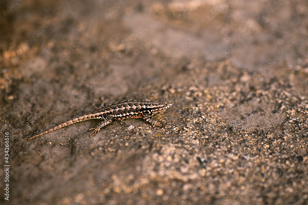 caterpillar on the ground caterpillar on the ground