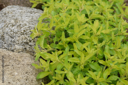 Golden oregano, Origanum vulgare ‘Aureum’ plant climbing on stones. Garden view. photo