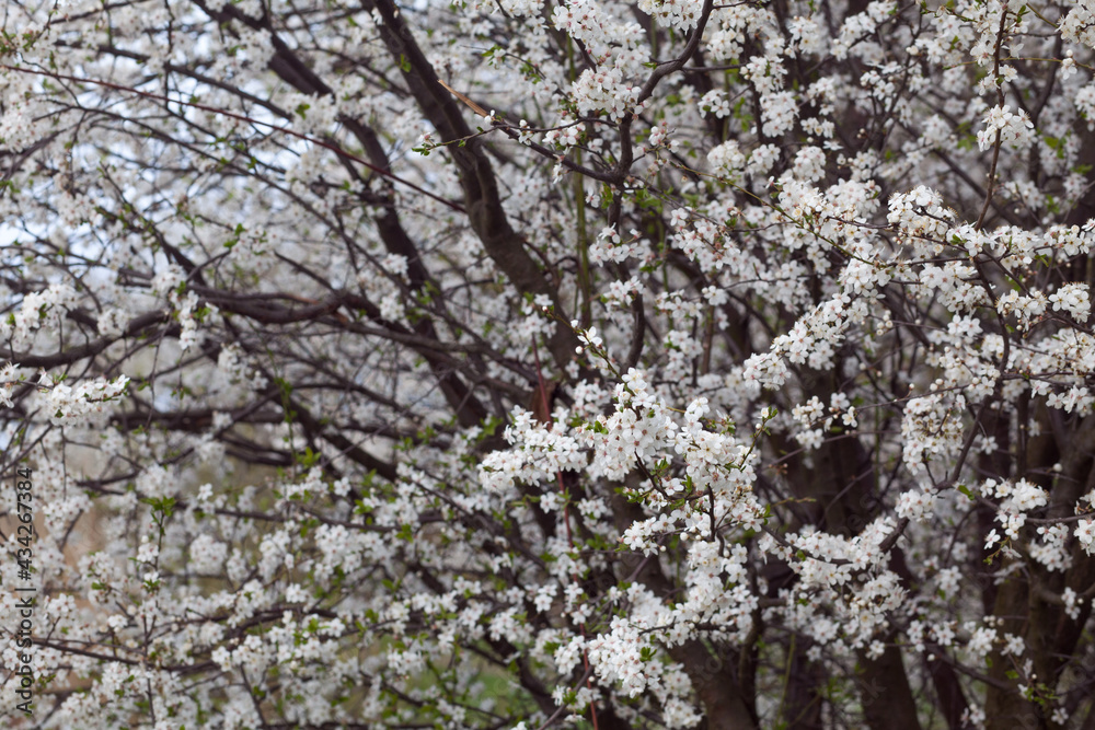 Close up view of branches with white flowers. Beautiful nature spring background. Close up view of branches with white flowers. Beautiful nature spring background.
