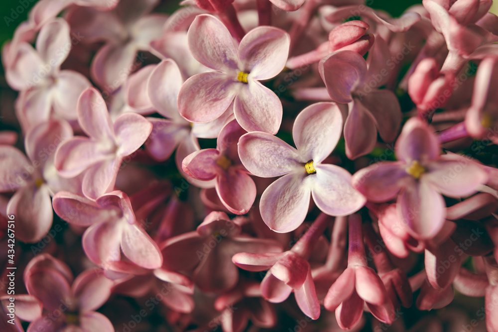 Macro image of blooming lilac violet flowers, floral background, spring background Macro image of blooming lilac violet flowers, floral background, spring background