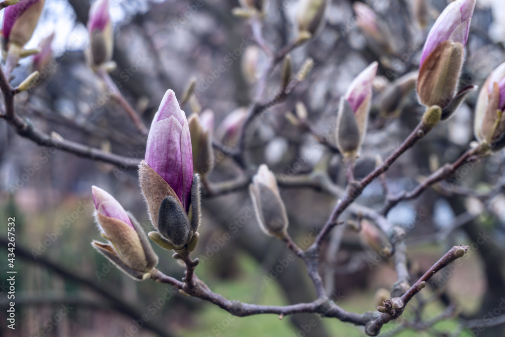 Magnolia flowers. Magnolia flowers background close up. Tender bloom. Floral backdrop. Botanical garden concept. Aroma and fragrance. Spring season. Botany and gardening. Branch of magnolia.