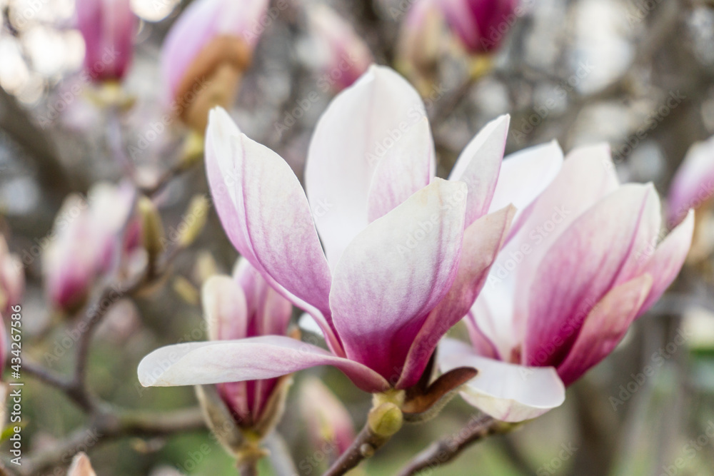 Magnolia flowers. Magnolia flowers background close up. Tender bloom. Floral backdrop. Botanical garden concept. Aroma and fragrance. Spring season. Botany and gardening. Branch of magnolia. Magnolia flowers. Magnolia flowers background close up. Tender bloom. Floral backdrop. Botanical garden concept. Aroma and fragrance. Spring season. Botany and gardening. Branch of magnolia.