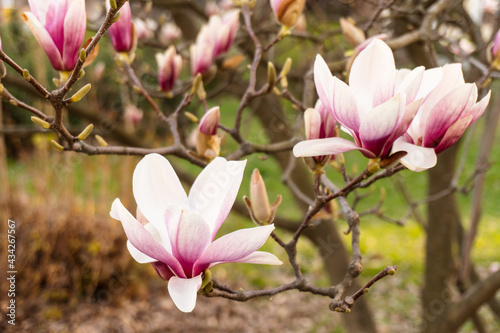 Magnolia flowers. Tender bloom. Floral backdrop. Botanical garden concept. Aroma and fragrance. Spring season. Botany and gardening. Branch of magnolia. Natural background concept.