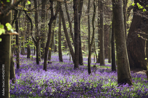 Native wild bluebells in woodland on a spring day in England