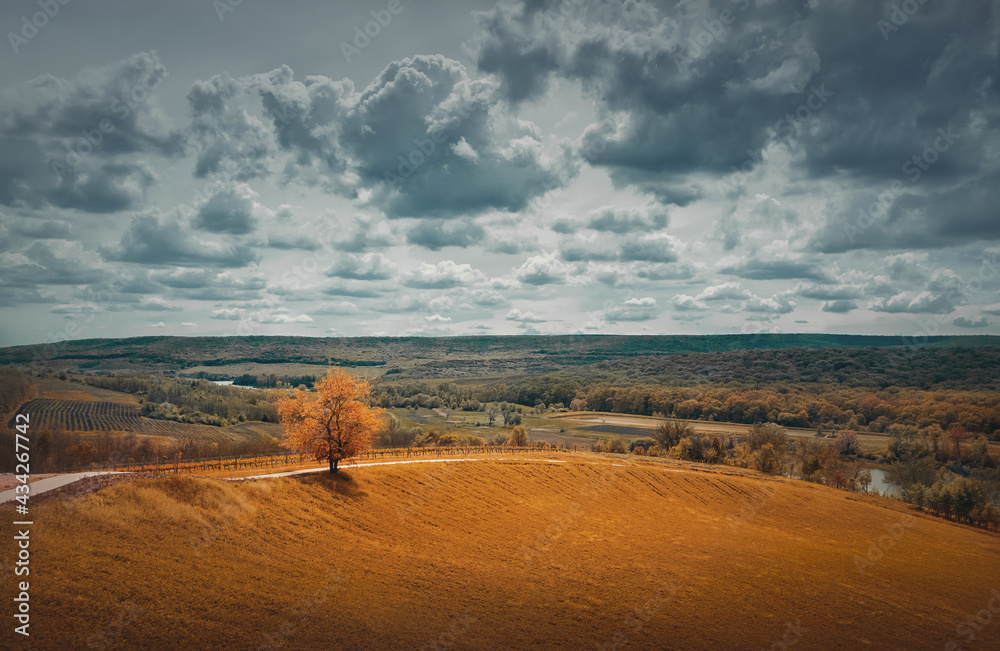 Fototapeta premium Picturesque autumnal landscape with beautiful yellow shades and a lone tree near the road across a field. Forestand and vineyards on the horizon. Idyllic rural nature scene. Countryside fall season