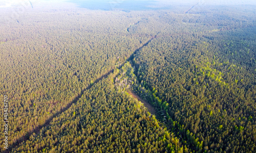 View from a height to the green summer forest