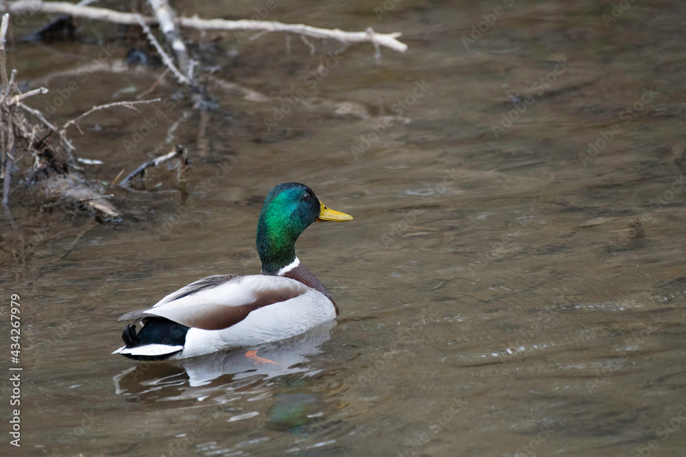 Mallard remaining without migration in summer Mallard remaining without migration in summer