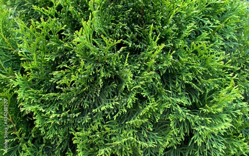 Green branches of Thuja in the garden