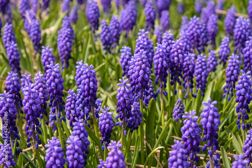 Purple muscari in the field. Sunny spring day. Purple and green. 