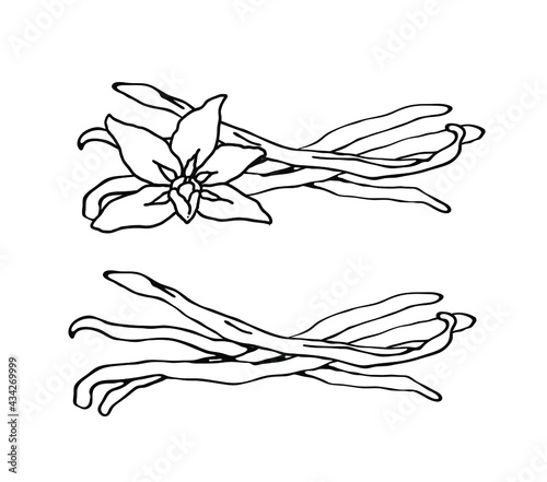 Vanilla. Vanilla flower and pods. Isolated vector on a white background.