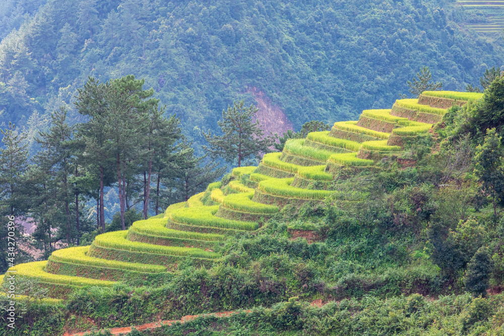 terraces rice field At Mu cang chai, Vietnam, The time when the green field was a curved field. And there was light shining on the field
