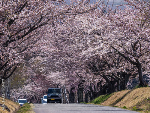Roadway through a row of cherry blossom trees in full bloom (Mt.Bandai ranch, Inawashiro, Fukushima, Japan)