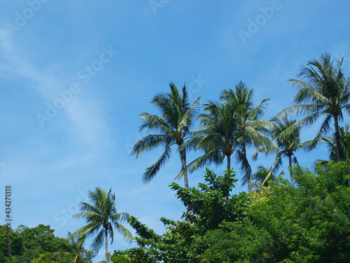 Tropical paradise. Palm trees on a clear blue sky background. Bright green color of palm leaves. Rainforest. Horizontal frame. Close-up  macro. View from the bottom to the top. Foliage of forest. 