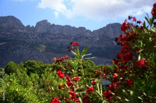 a distant mountain in the summer accompanied by red flowers 