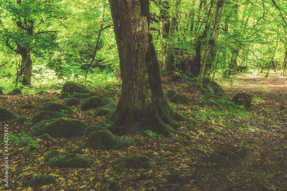 Beautiful green deciduous forest scenery