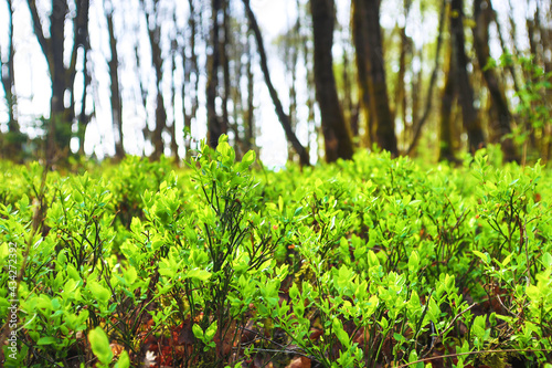 blueberry plants in a spring forest