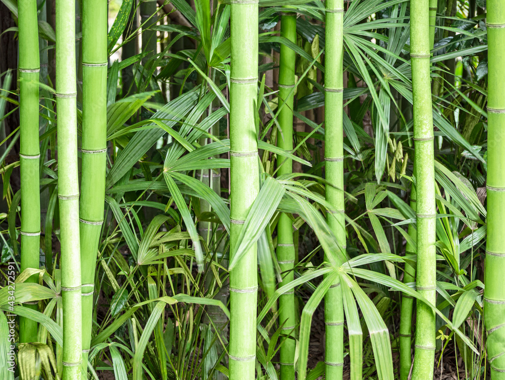 Fototapeta premium Wood background with green bamboo stems and leaves. Natural texture