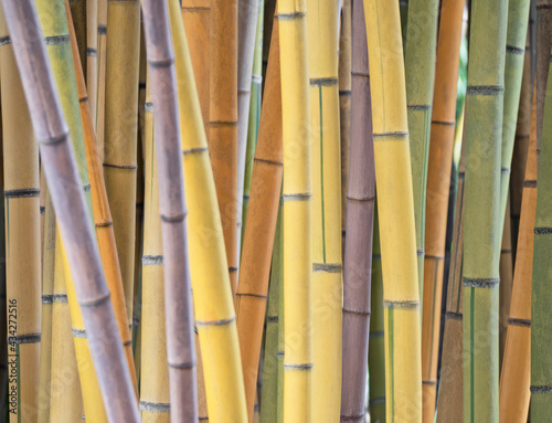 Forest with color bamboo stems. Natural tropical background
