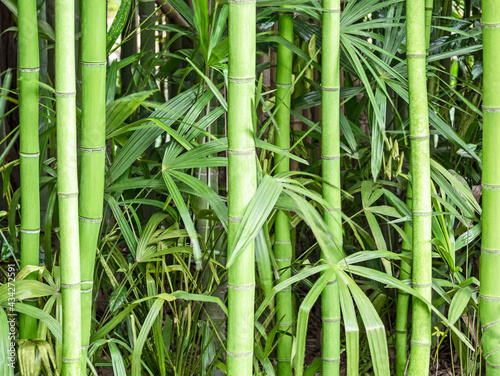 Wood background with green bamboo stems and leaves. Natural texture