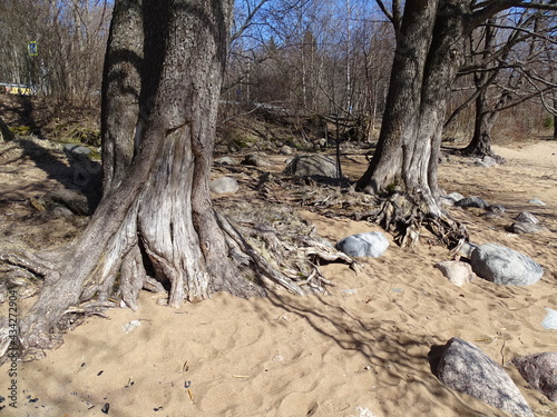 Old trees, their trunks and roots