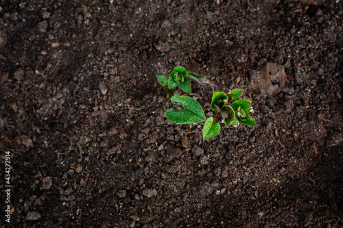 Young leaves sprouting out of the brown soil (earth, ground, dirt) in early spring.  New sprouts of urban garden plant in springtime. Spring background with fresh green seedling and copy space