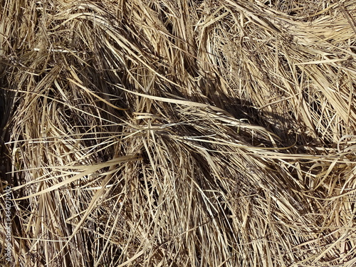 Old last year grass close up 