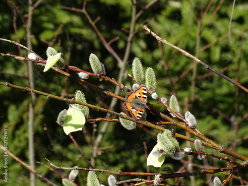 Butterflies  sit on a branch of a fluffy pussy willow
