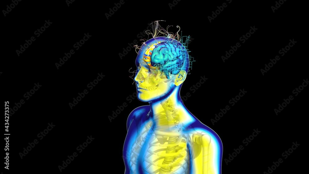 Abstract background of Xray Man walking with left and right Brain Abstract background of Xray Man walking with left and right Brain