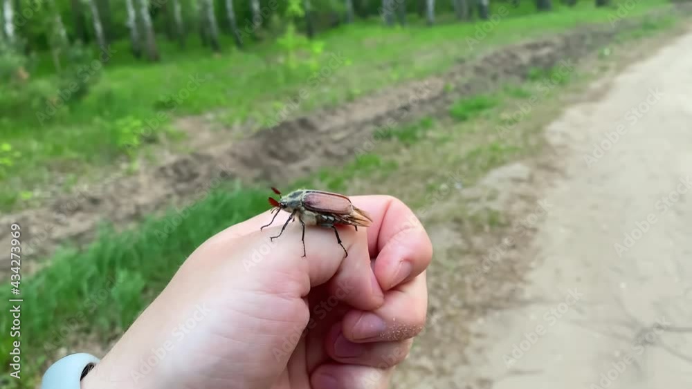 Beautiful beetle crawls on the arm and tries to fly away.