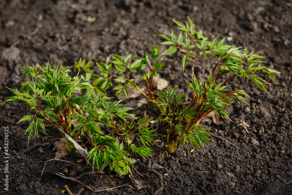 Sprouting Astilbe spring background. Young Astilba green decorative plants grow in springtime. Fresh urban garden greenery in flowerbed backdrop