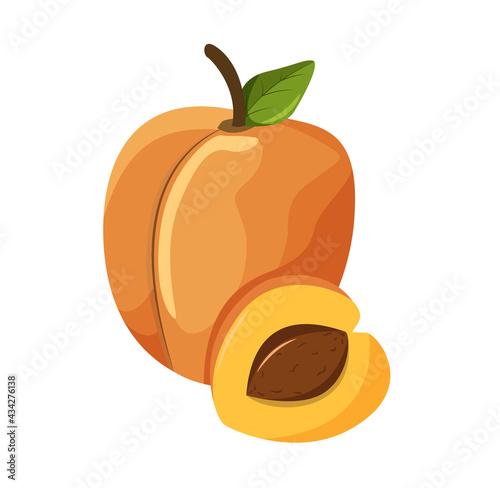 Apricot, vector illustration, healthy fruit