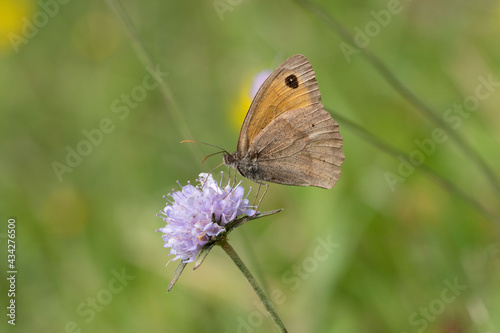 Meadow brown freeing nectar in a flower
