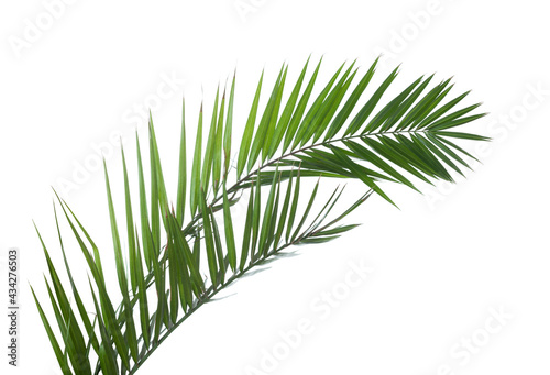 Two Date Palm leaves isolated on white background