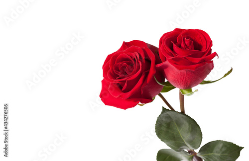 Two red Roses isolated on white background.