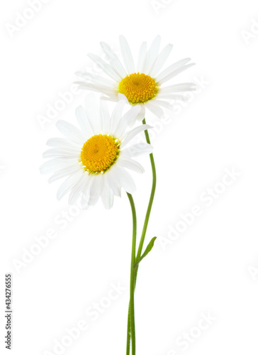 Two flowers of Chamomile   Ox-Eye Daisy   isolated on a white background.