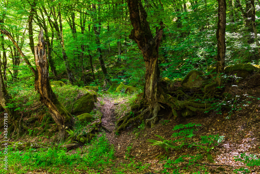 Beautiful green deciduous forest scenery Beautiful green deciduous forest scenery