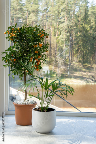 The room has large windows with a pot placed and a decorative orange tree, which has a lot of small orange fruits, between the green leaf and the sun shines on them.