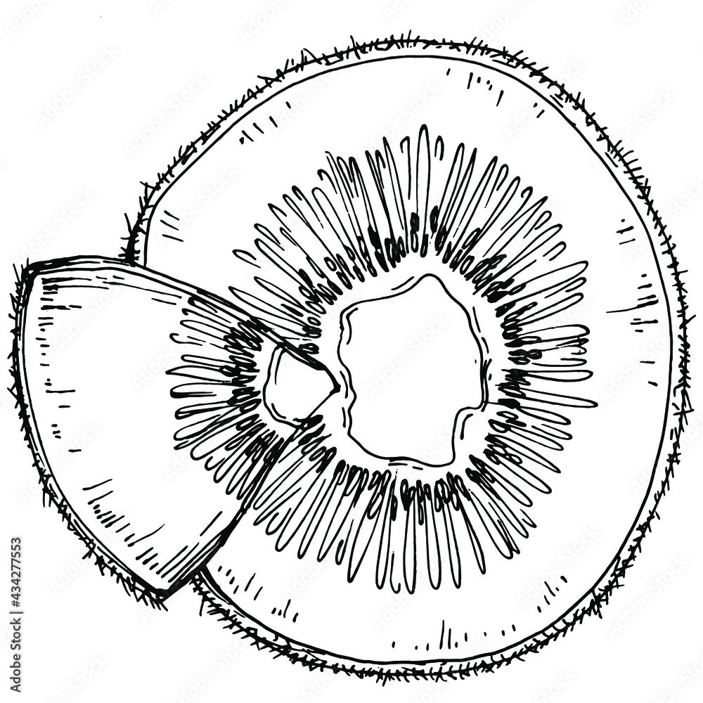 Kiwi Sketch citrus fruit decorative. Hand Drawn kiwi Botanical Illustrations. Black and white with line art isolated on white backgrounds.