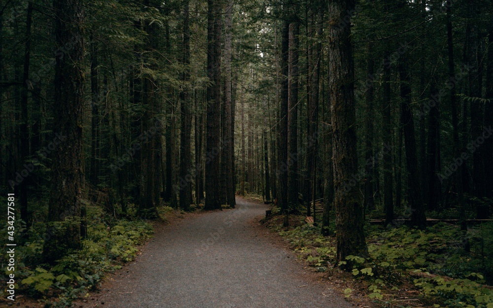 Obraz premium path in the woods