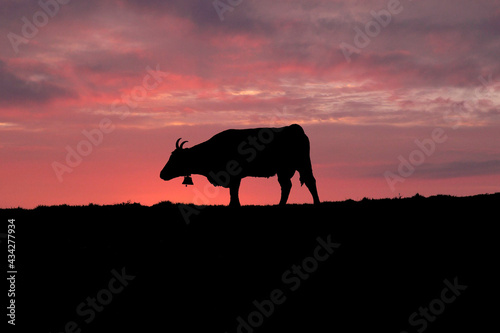 Vache Salers au coucher du soleil