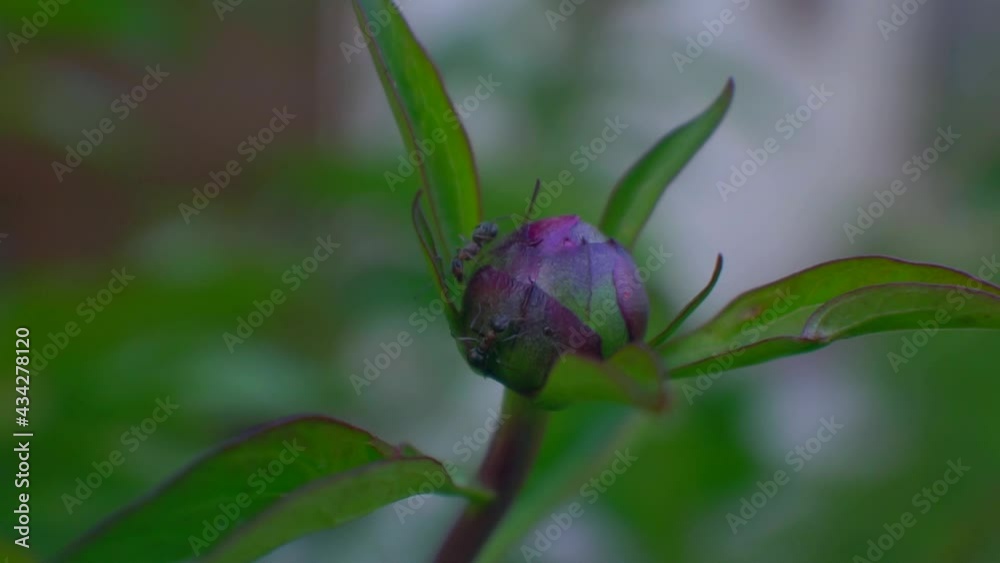 The ants are walking on the flower buds