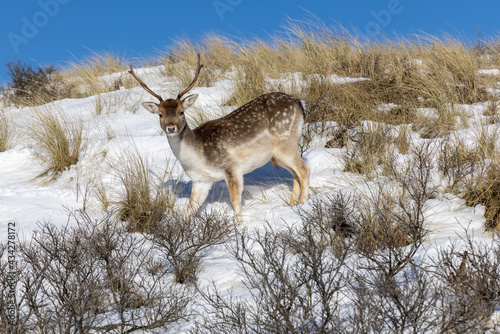 Young fallow deer in the snow in Amsterdamse waterleidingduinen Holland photo