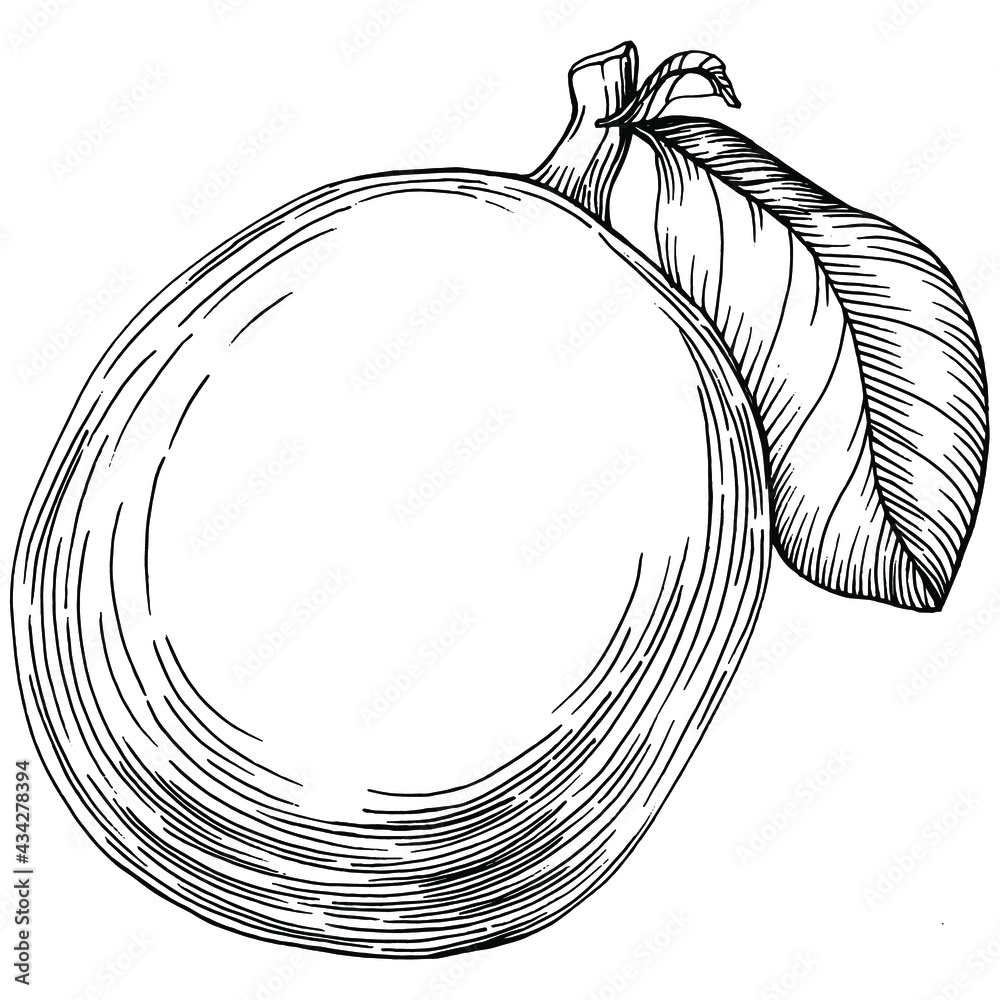 Kiwi Sketch citrus fruit decorative. Hand Drawn kiwi Botanical Illustrations. Black and white with line art isolated on white backgrounds. 