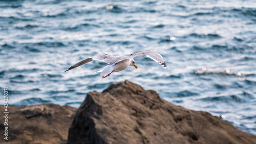 Sea gull  Larus marinus  flies over blue water.