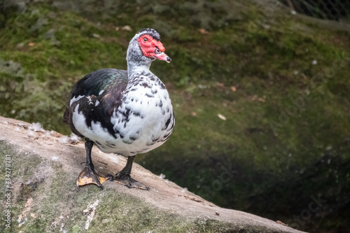 White and black duck with red head  The Muscovy duck  standing on the shore of the pond.