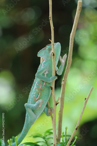 Veiled Chameleon on plant against green background, Veiled chameleon (Chamaeleo calyptratus) resting on a branch in its habitat
