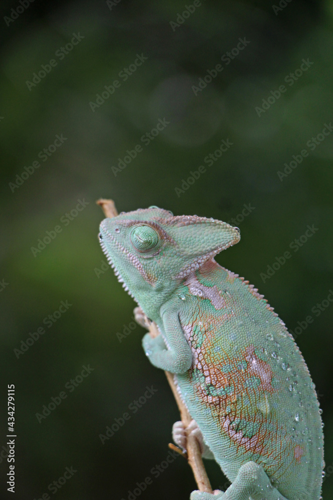 Obraz premium Veiled Chameleon on plant against green background, Veiled chameleon (Chamaeleo calyptratus) resting on a branch in its habitat 