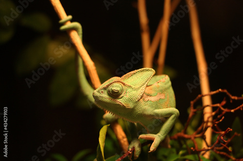 Veiled Chameleon on plant against green background, Veiled chameleon (Chamaeleo calyptratus) resting on a branch in its habitat
